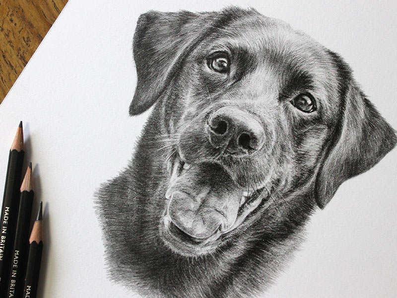 Pencil Pet Portrait of Tess