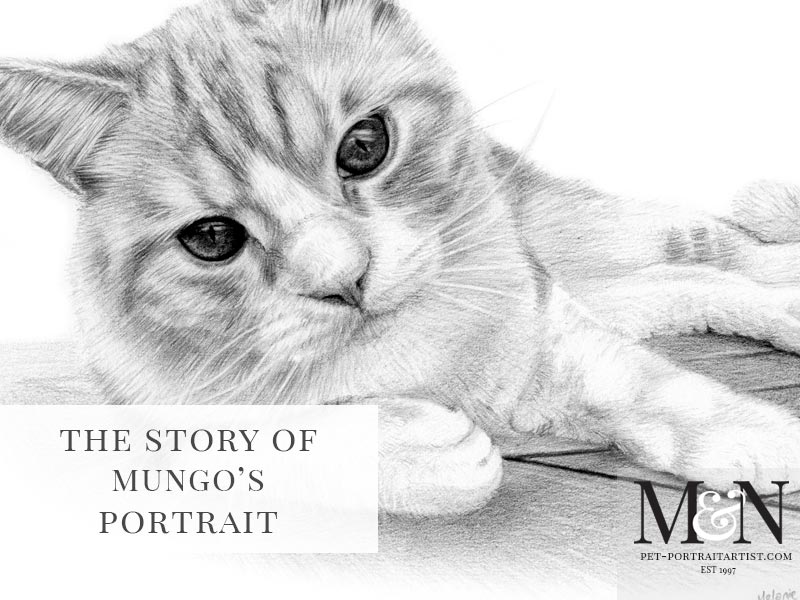 Cat Pencil Drawing of Mungo