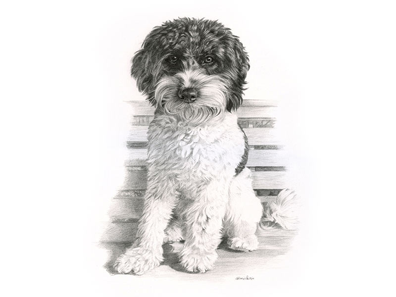 Cavapoo Pet Portrait