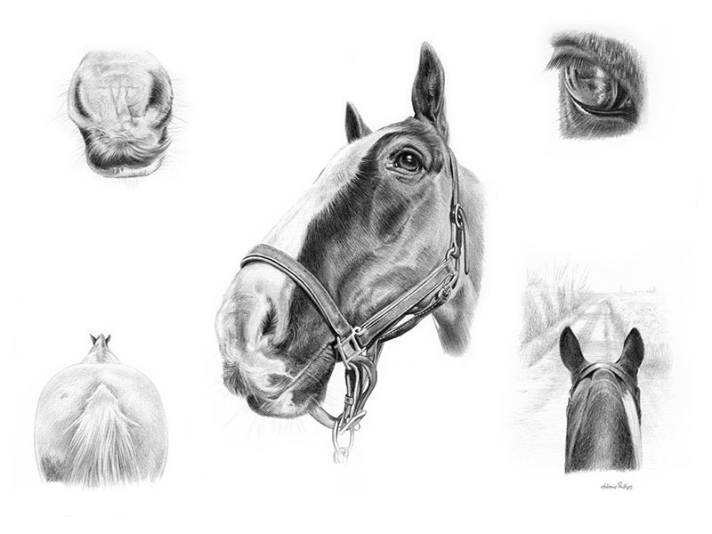 Horse Pet Portrait Montage