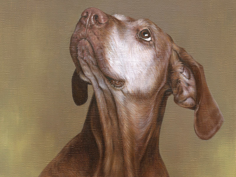 Pet Portrait of Cinega