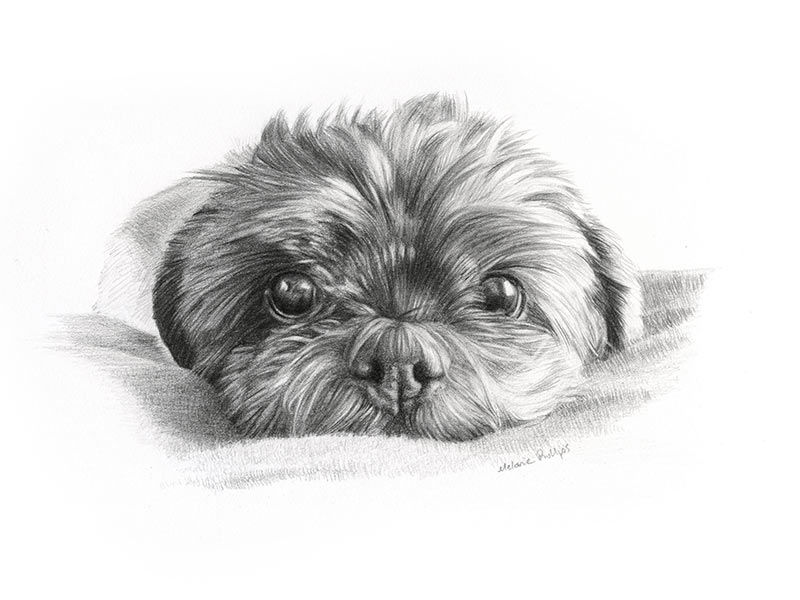 Pencil Pet Portrait of Henri Bell for Actress Meg Johnson