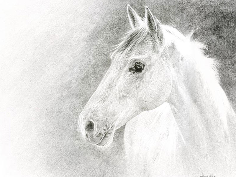 Horse Portrait in Pencil