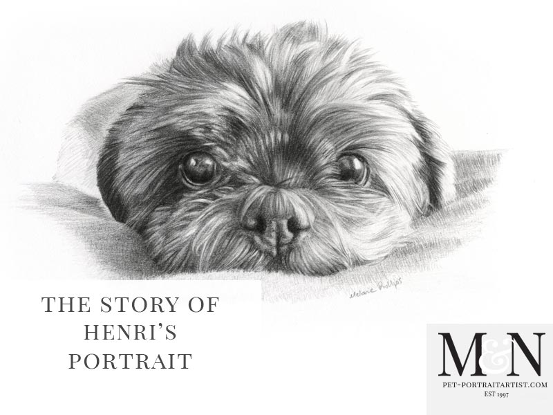 Pencil Pet Portrait of Henri Bell