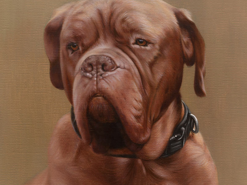 Dogue de Bordeaux Portrait