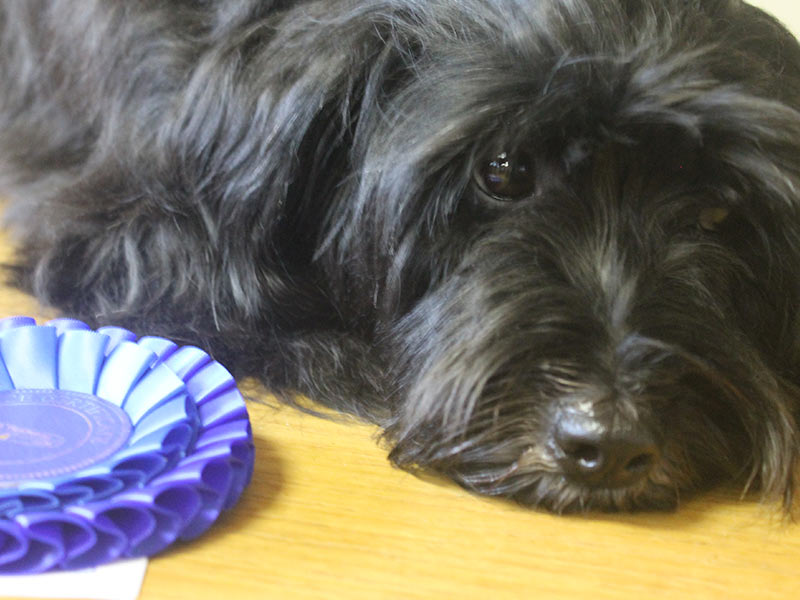 Lily Tibetan Terrier and her Rosette