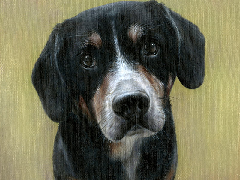 Entlebucher Mountain Dog Portrait