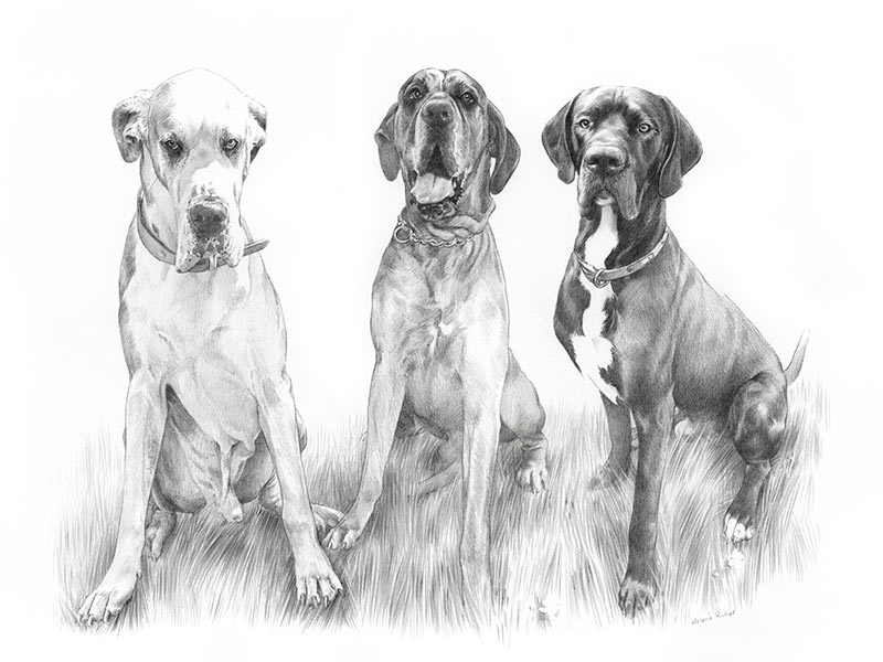 Great Dane Pet Portrait