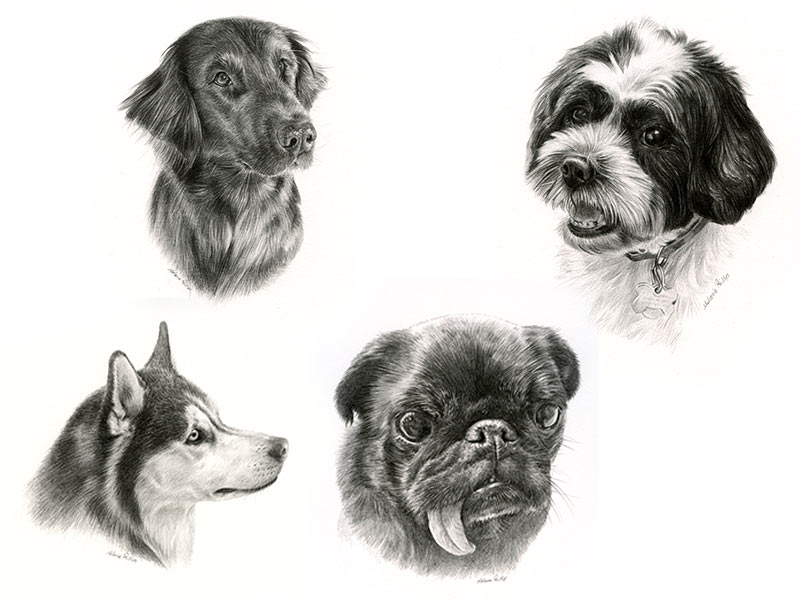 Pencil Pet Portrait Collection