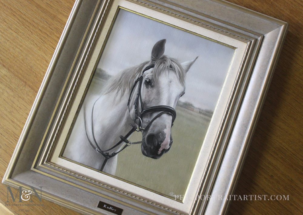 Horse Portrait of Radley