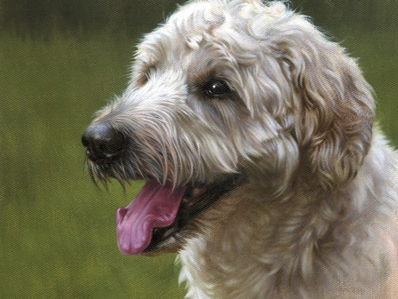 Labradoodle Pet Portrait in Oils