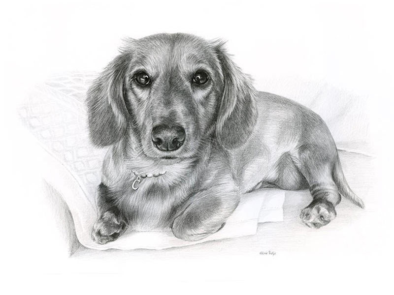 Two Pencil Pet Portraits