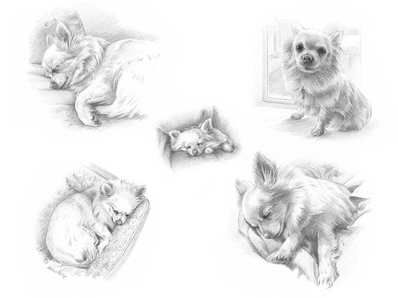 Chihuahua Pencil Pet Portrait