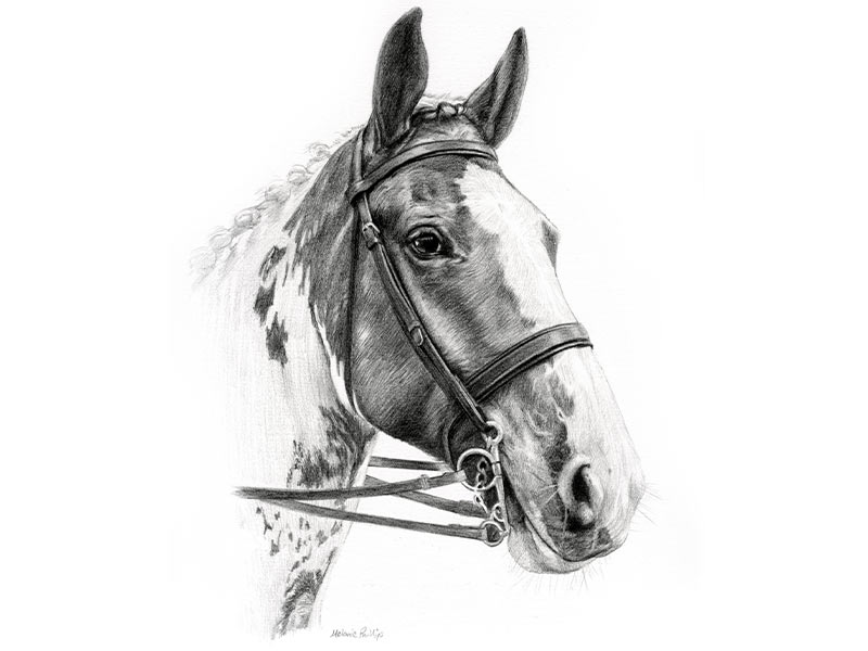 Horse Pencil Pet Portrait