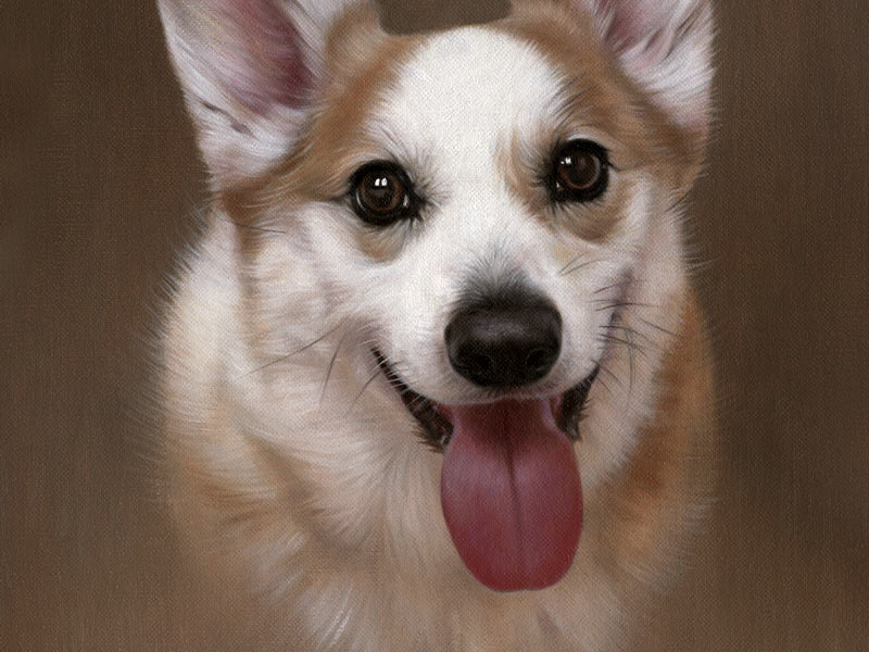 Corgi Pet Portraits