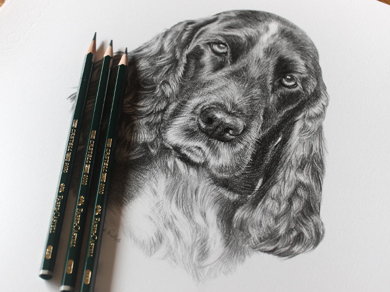 Spaniel Pencil Drawing