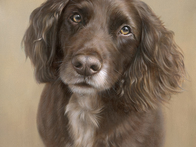 Spaniel Oil Portrait