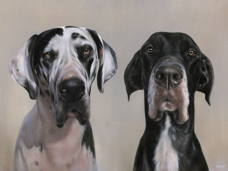 Great Dane Pet Portrait