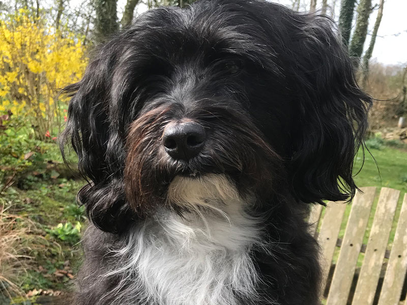 Introducing Lily Our Tibetan Terrier