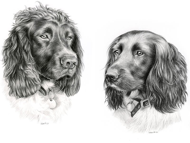 Spaniel Pet Portraits