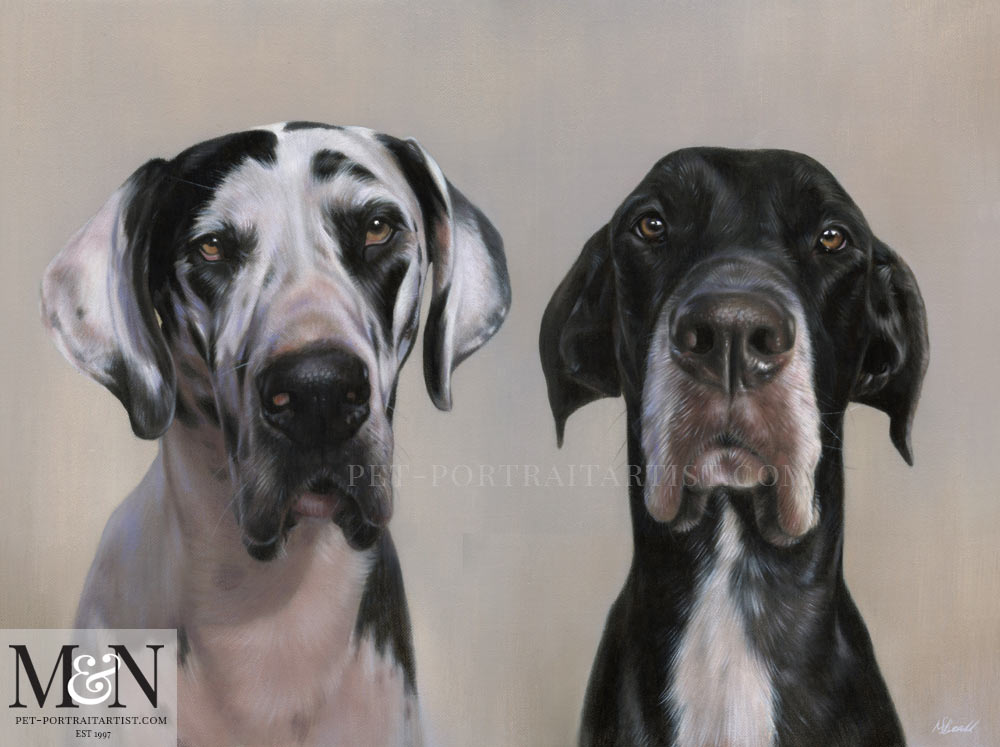 great dane pet portrait