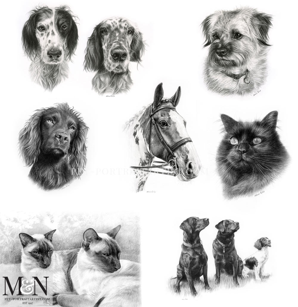 Introducing Our Pet Portraits Pencil Pet Portraits by Melanie Phillips