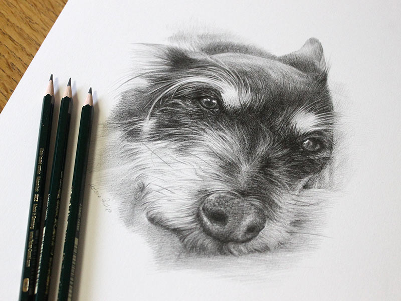 Pencil Drawing Pet Portrait