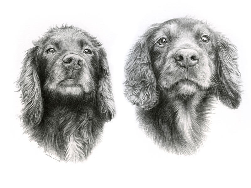 Spaniel Pencil Pet Portraits