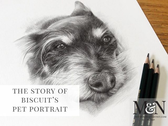Pencil Drawing Pet Portrait