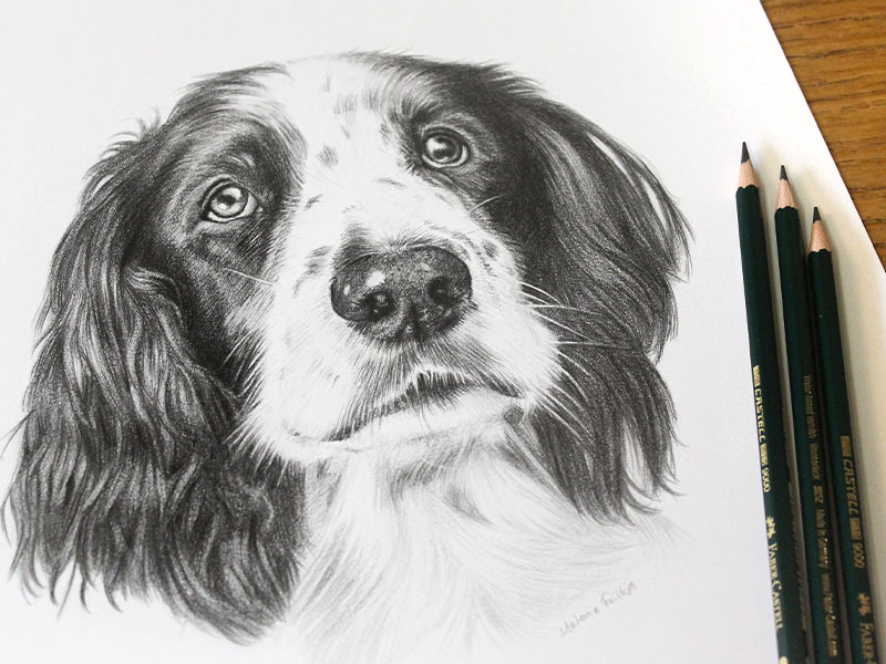 Spaniel Pencil Portraits