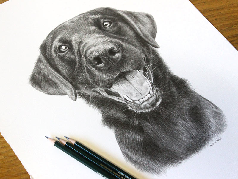 Black Labrador Pet Portraits