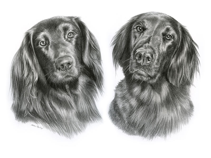 Flat Coated Retriever Pencil Portrait