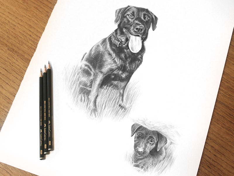 Black Labrador Pencil Portrait