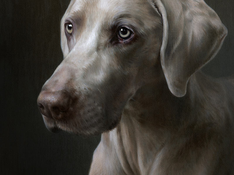 Weimaraner Pet Portrait