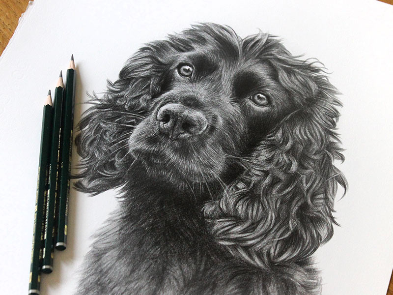 Spaniel Pencil Pet Portraits