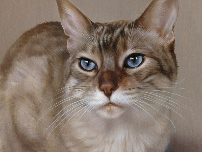 Cat Pet Portraits in Oils