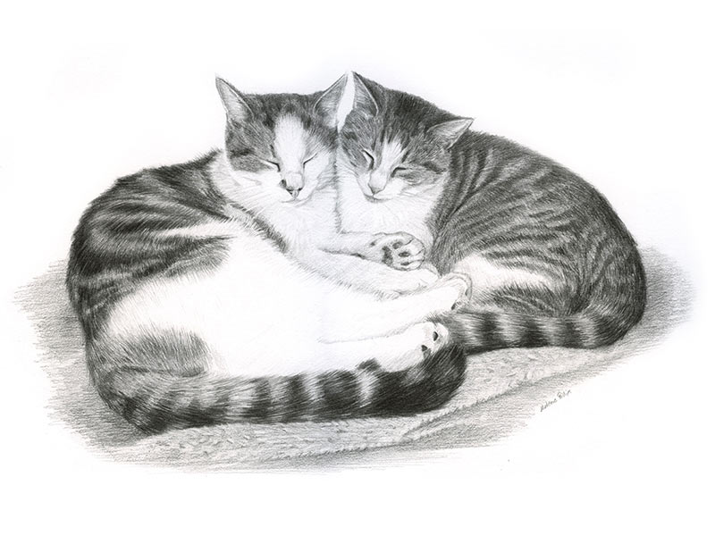 Double Cat Pencil Pet Portrait