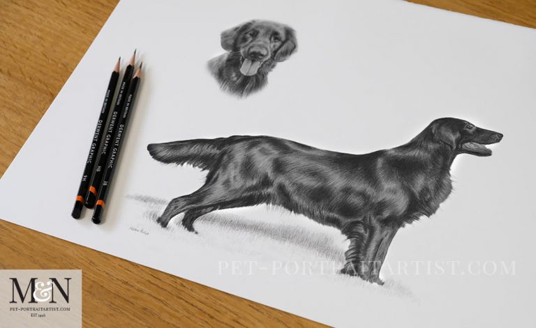 flat-coated-retriever-drawing-melanie-nicholas