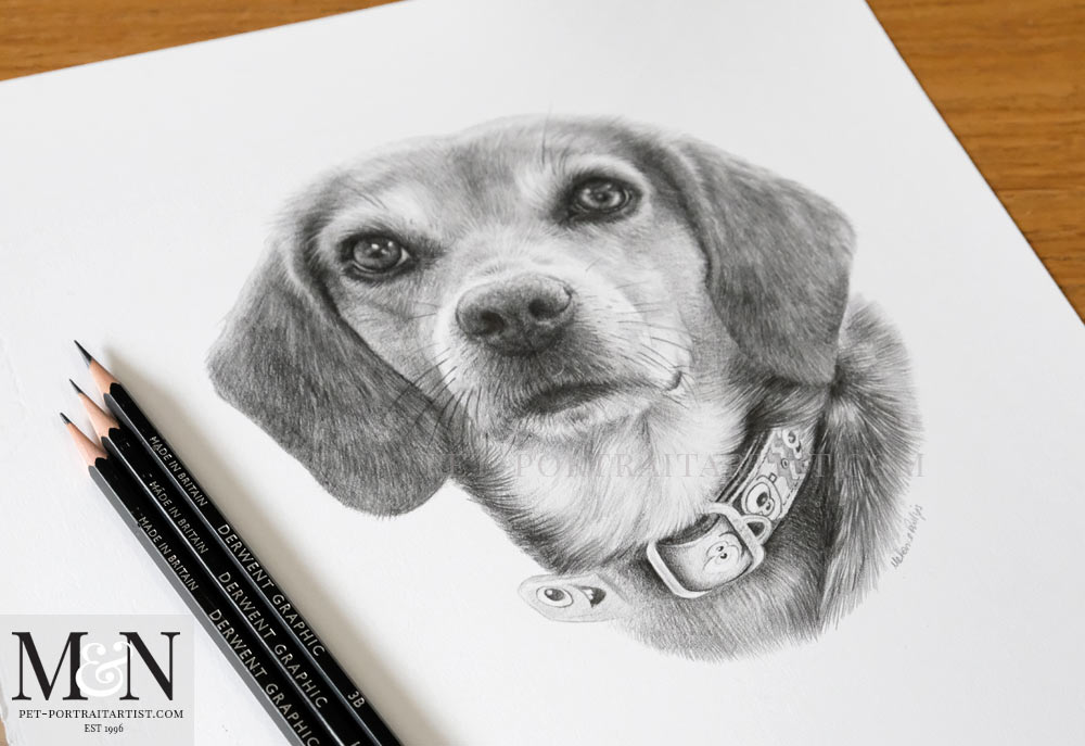 Beagle Pet Portrait of Frannie