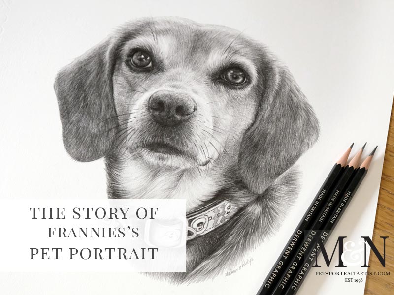Beagle Pencil Pet Portrait of Frannie