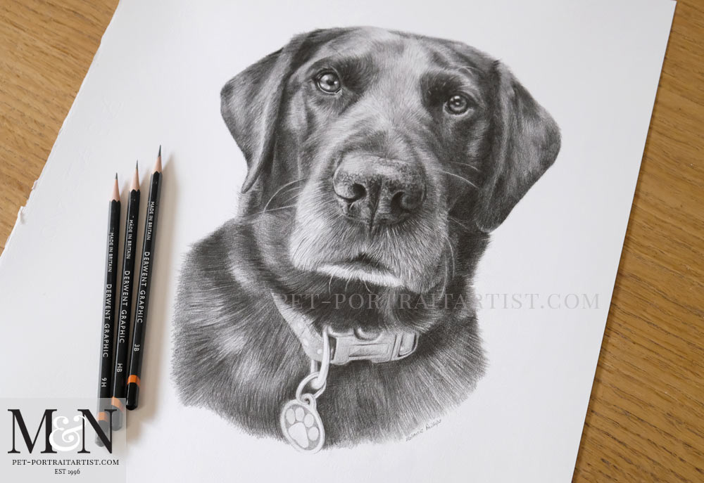 Black Labrador Pencil Drawing