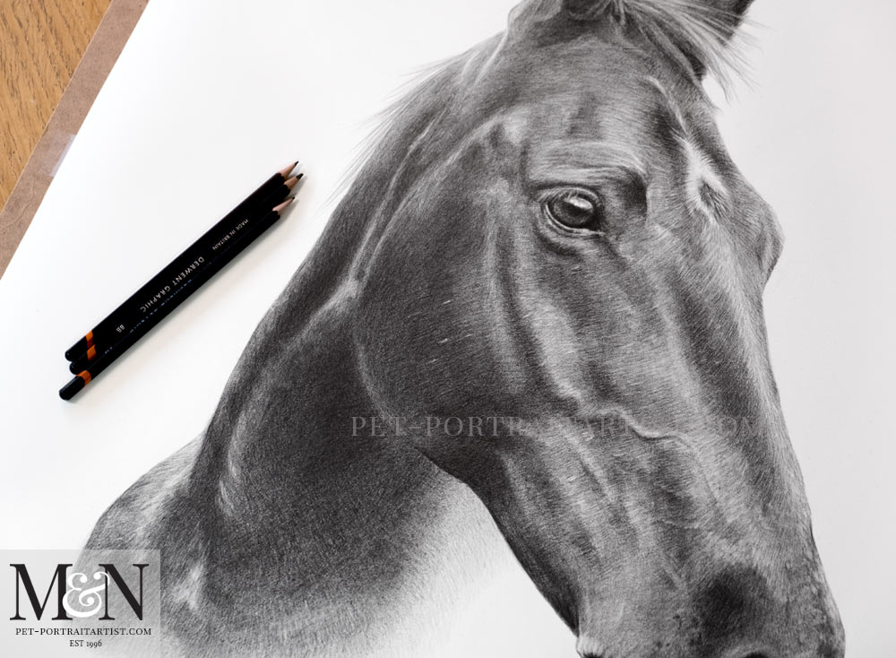 Horse portrait in pencil