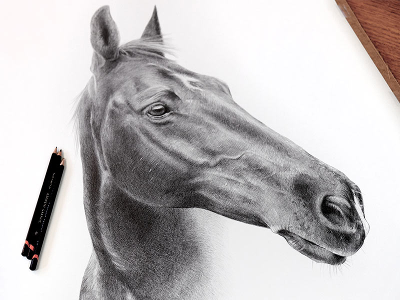 Dog and Horse Pet Portraits