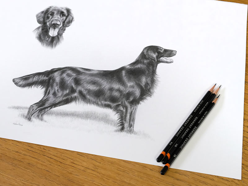 Flat Coated Retriever Drawing