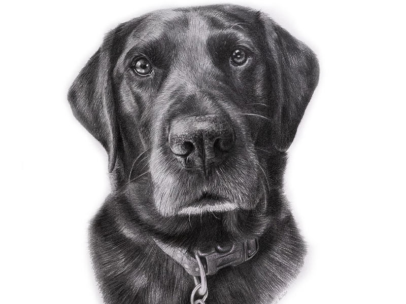 Black Labrador Pencil Drawing