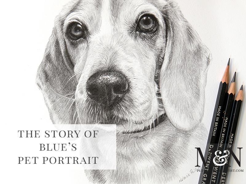 Beagle Pet Portrait of Blue