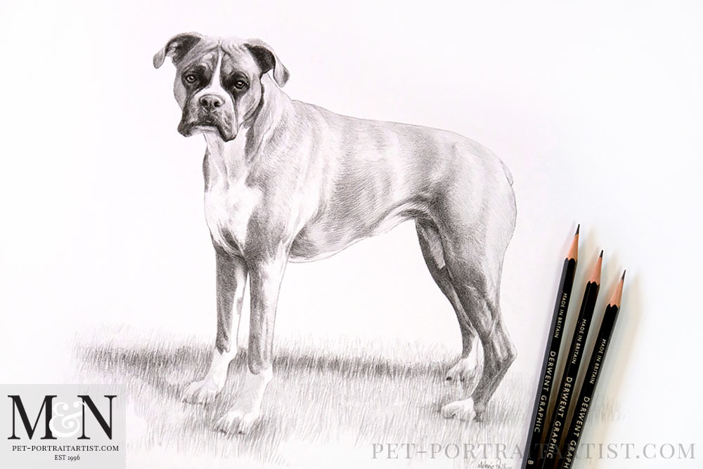Boxer Dog Drawing