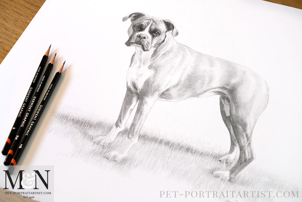 Boxer Dog Drawing