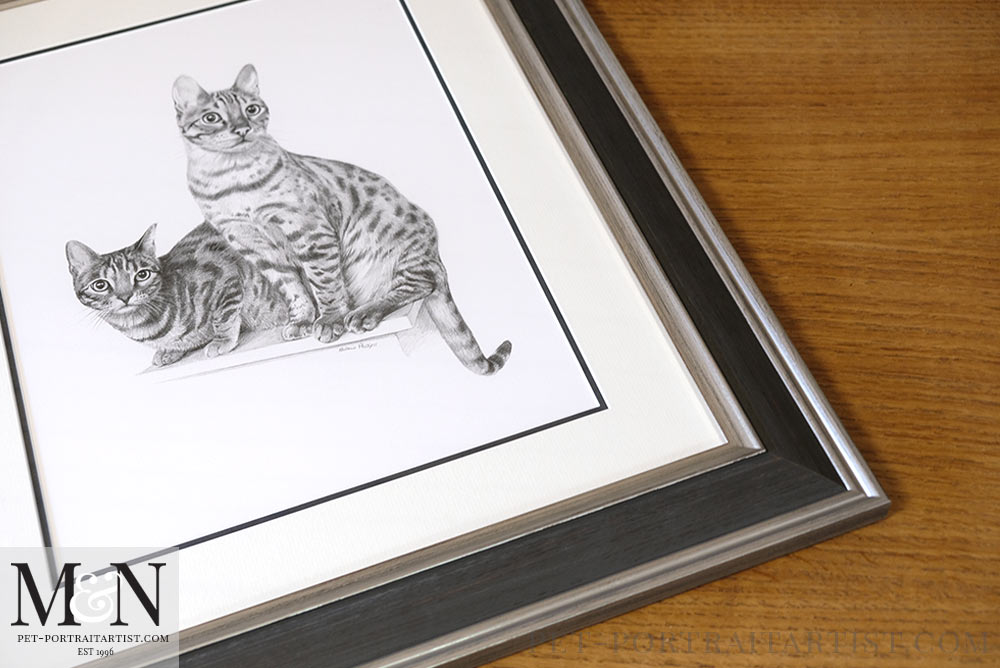 Cat Pencil Drawing Framed