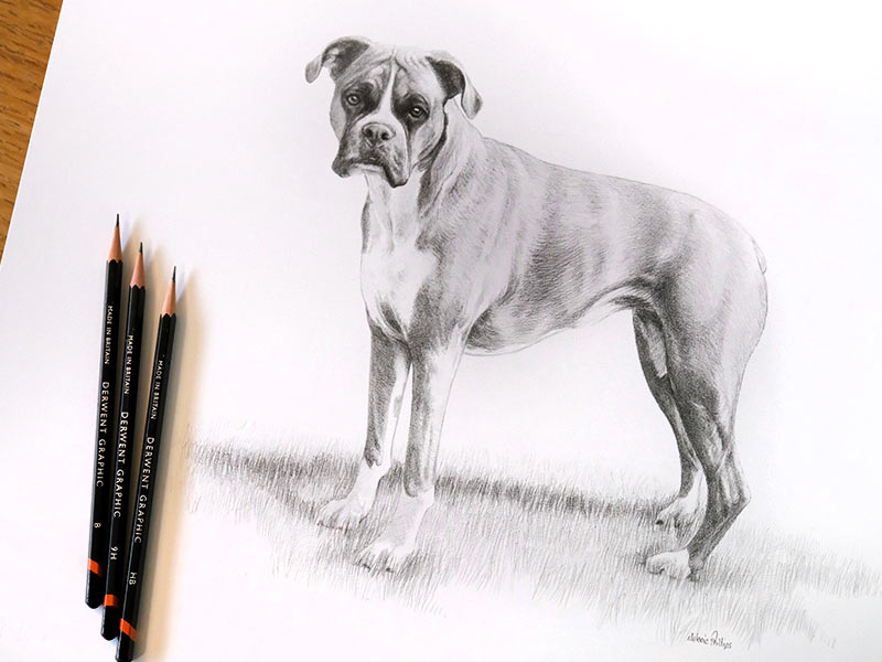 Boxer Dog Pencil Drawing